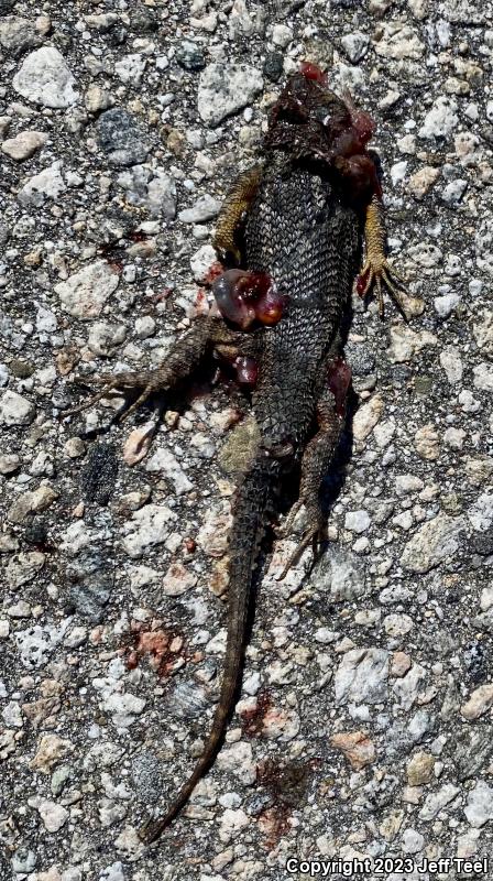 Great Basin Fence Lizard (Sceloporus occidentalis longipes)