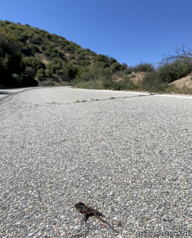 Great Basin Fence Lizard (Sceloporus occidentalis longipes)