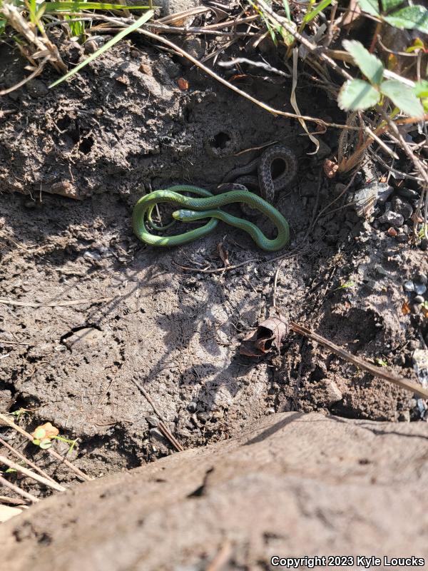 Eastern Smooth Greensnake (Opheodrys vernalis vernalis)