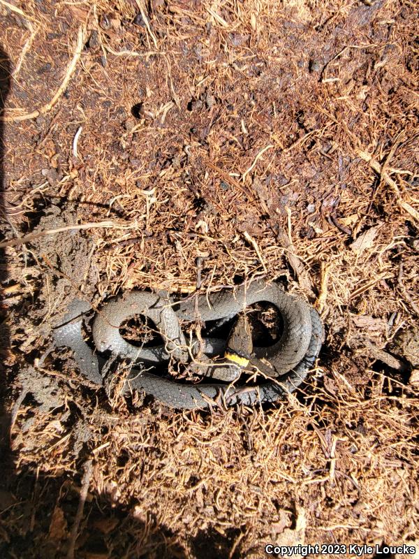 Northern Ring-necked Snake (Diadophis punctatus edwardsii)