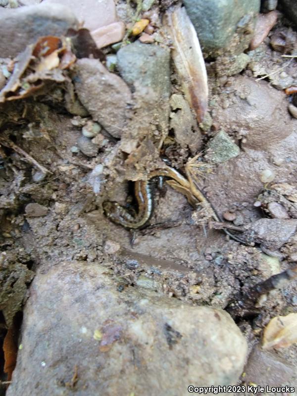 Allegheny Mountain Dusky Salamander (Desmognathus ochrophaeus)