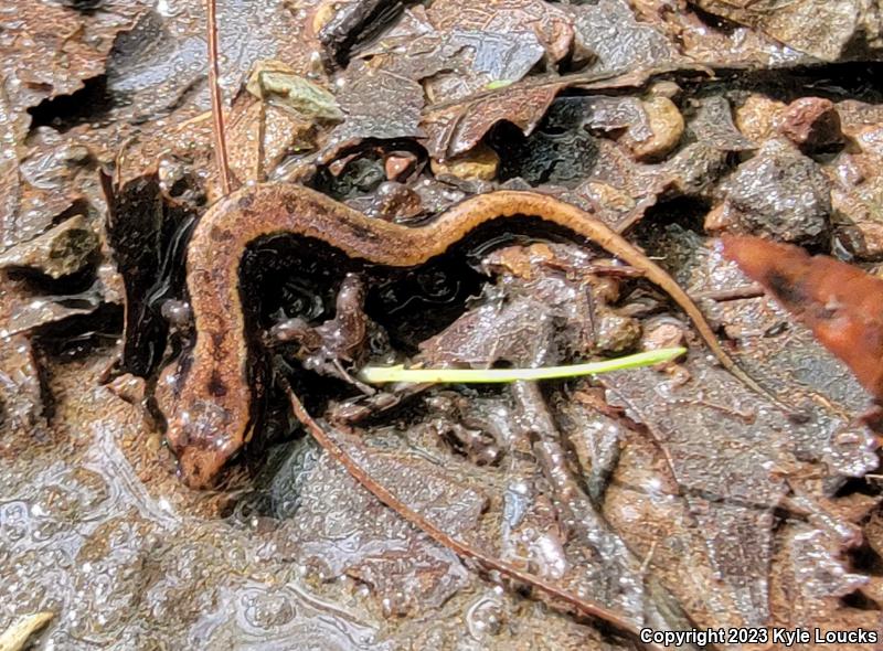 Allegheny Mountain Dusky Salamander (Desmognathus ochrophaeus)