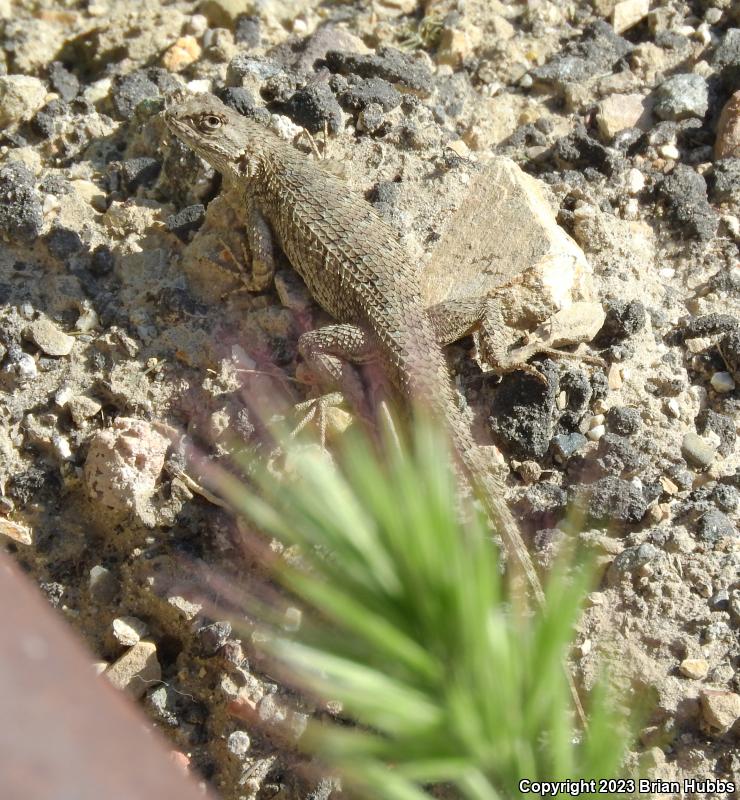 Great Basin Fence Lizard (Sceloporus occidentalis longipes)