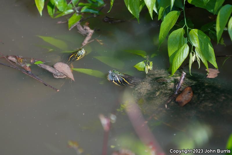 River Cooter (Pseudemys concinna)