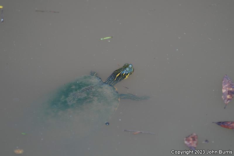 River Cooter (Pseudemys concinna)