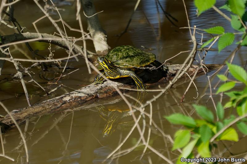 River Cooter (Pseudemys concinna)