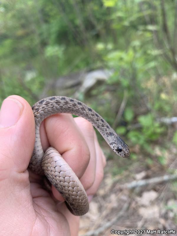 Northern Brownsnake (Storeria dekayi dekayi)