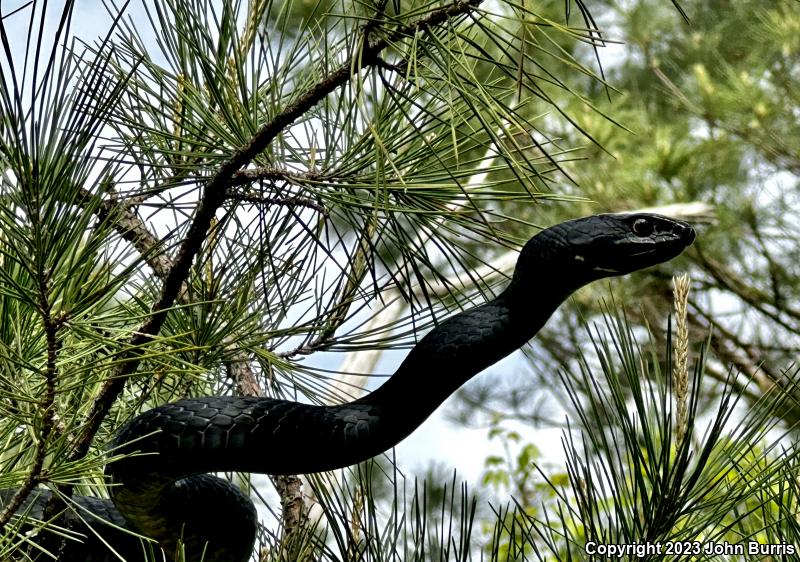 Eastern Coachwhip (Coluber flagellum flagellum)