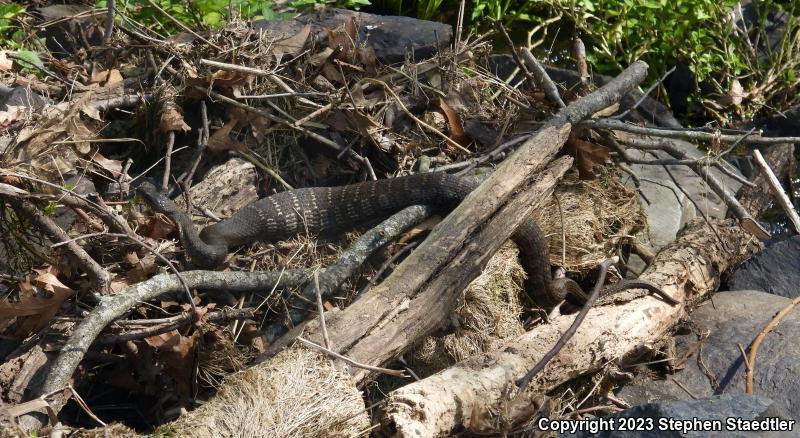 Northern Watersnake (Nerodia sipedon sipedon)