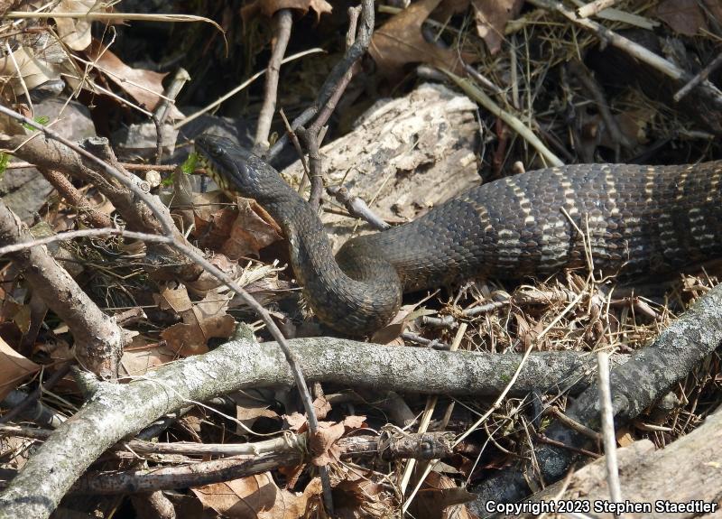 Northern Watersnake (Nerodia sipedon sipedon)