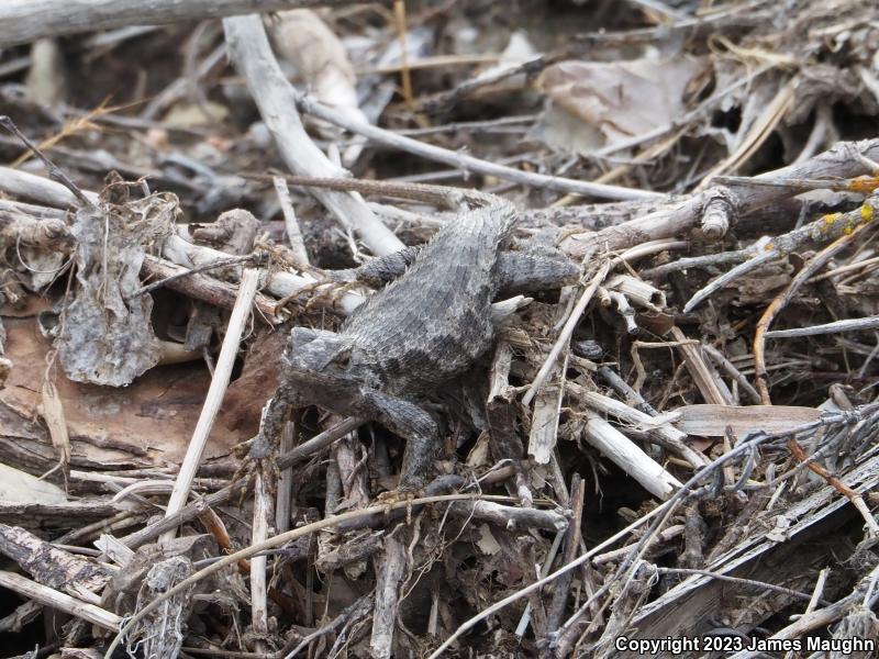 Coast Range Fence Lizard (Sceloporus occidentalis bocourtii)