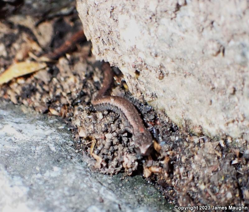 Gabilan Mountains Slender Salamander (Batrachoseps gavilanensis)