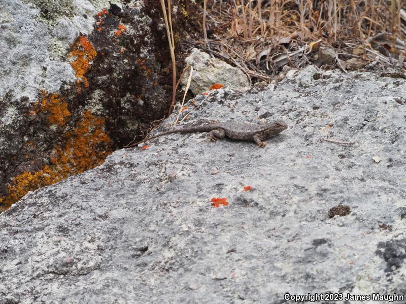 Coast Range Fence Lizard (Sceloporus occidentalis bocourtii)