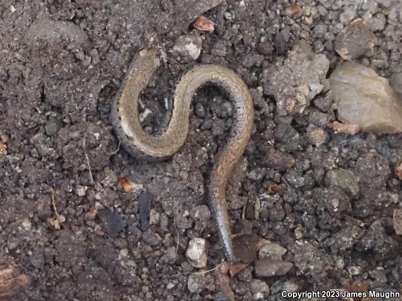 Gabilan Mountains Slender Salamander (Batrachoseps gavilanensis)