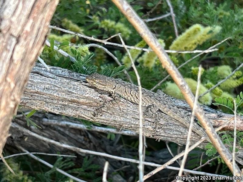 Western Long-tailed Brush Lizard (Urosaurus graciosus graciosus)