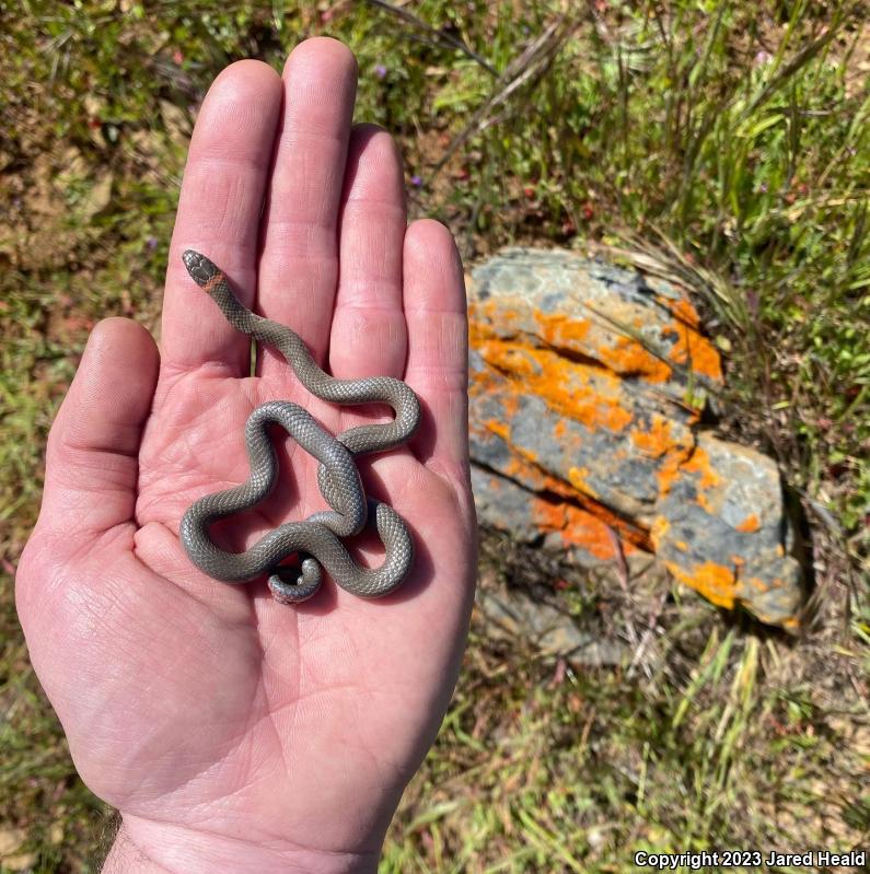 Monterey Ring-necked Snake (Diadophis punctatus vandenburgii)