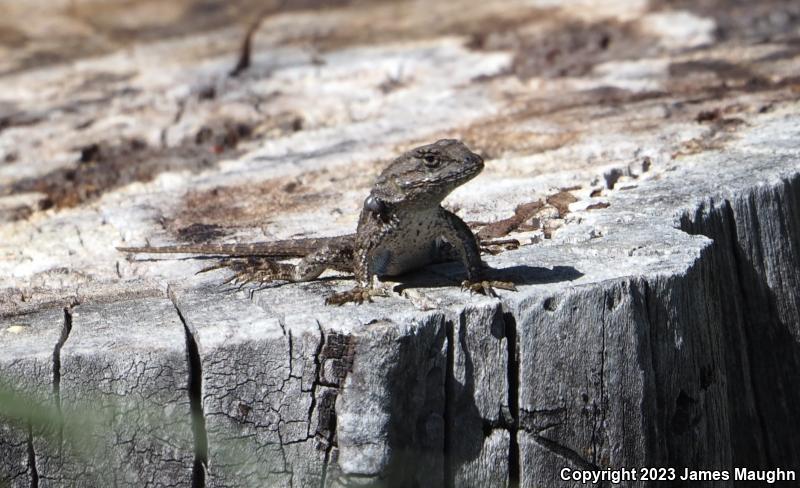 Coast Range Fence Lizard (Sceloporus occidentalis bocourtii)