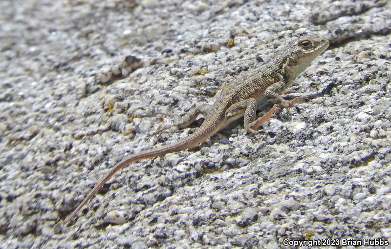 Southern Sagebrush Lizard (Sceloporus graciosus vandenburgianus)