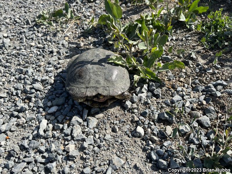 Western Pond Turtle (Actinemys marmorata)