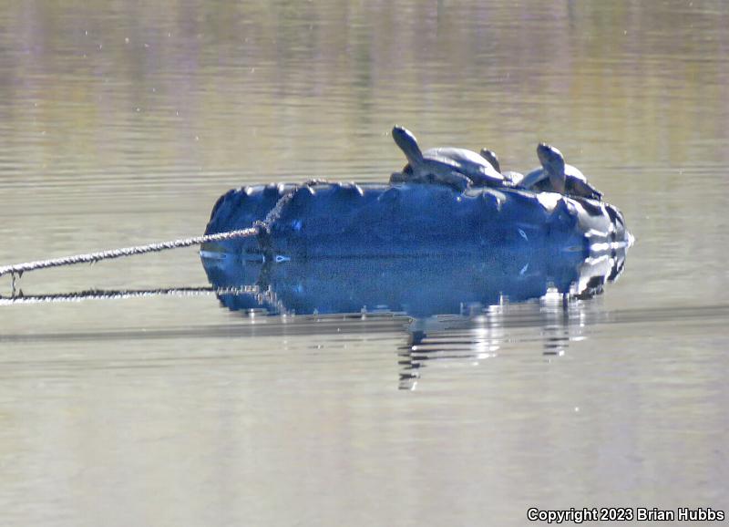 Western Pond Turtle (Actinemys marmorata)