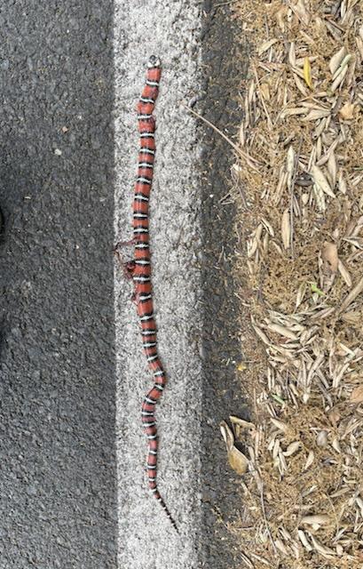 San Diego Mountain Kingsnake (Lampropeltis zonata pulchra)