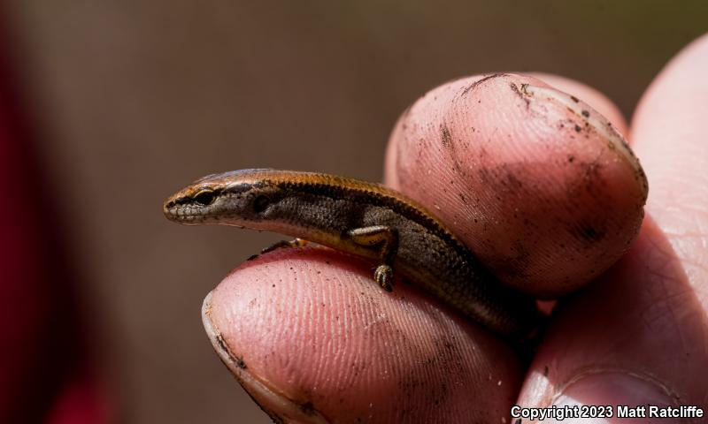 Little Brown Skink (Scincella lateralis)