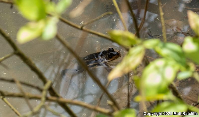 Carpenter Frog (Lithobates virgatipes)