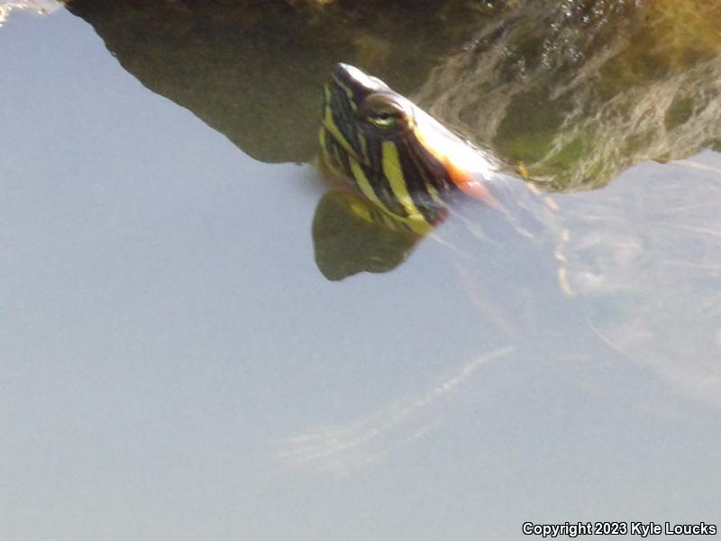 Red-eared Slider (Trachemys scripta elegans)