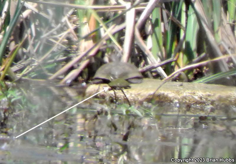 Red-eared Slider (Trachemys scripta elegans)