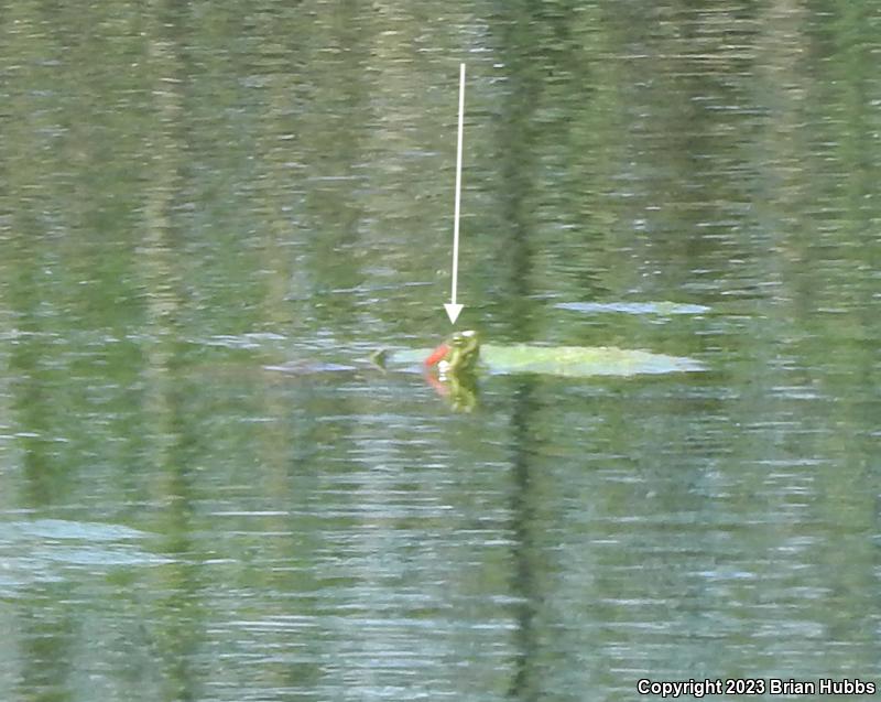 Red-eared Slider (Trachemys scripta elegans)