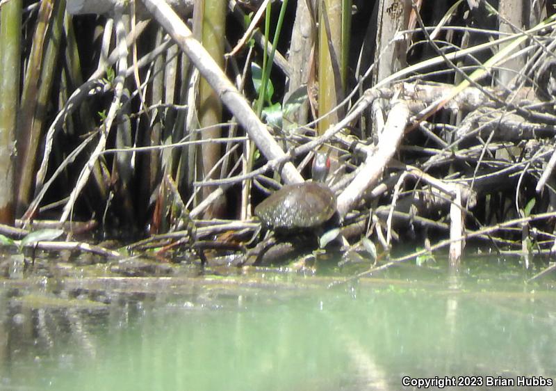 Red-eared Slider (Trachemys scripta elegans)