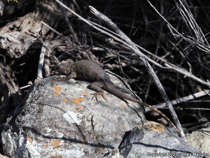 Coast Range Fence Lizard (Sceloporus occidentalis bocourtii)