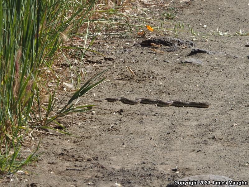 Pacific Gopher Snake (Pituophis catenifer catenifer)