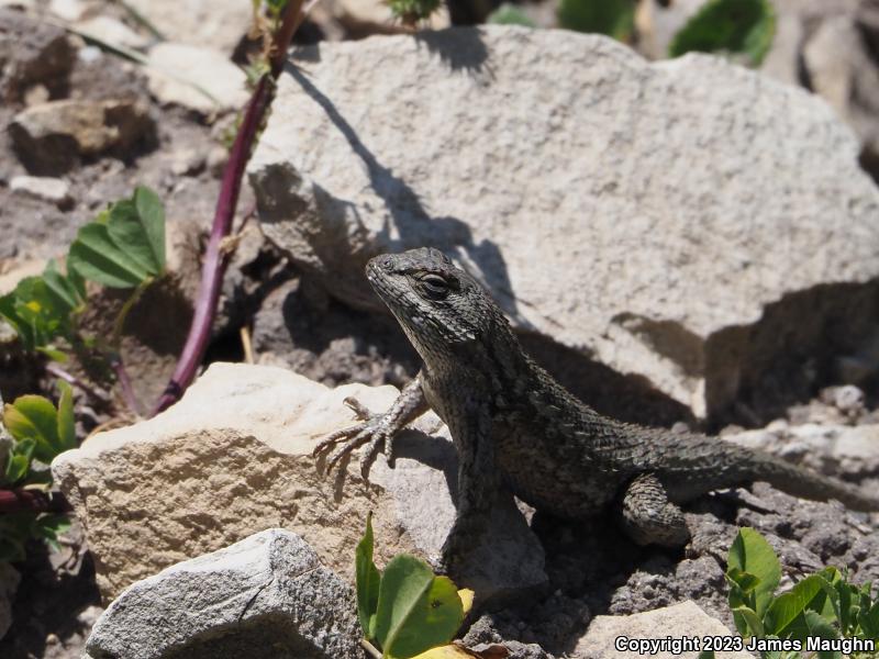 Coast Range Fence Lizard (Sceloporus occidentalis bocourtii)