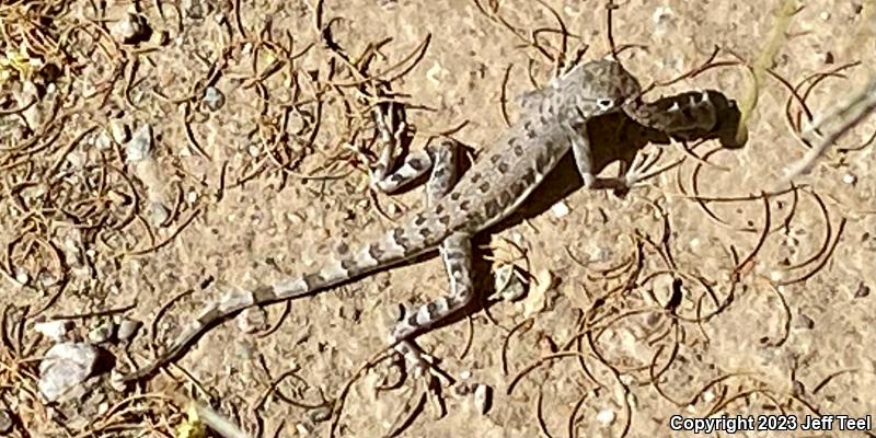 Common Zebra-tailed Lizard (Callisaurus draconoides draconoides)