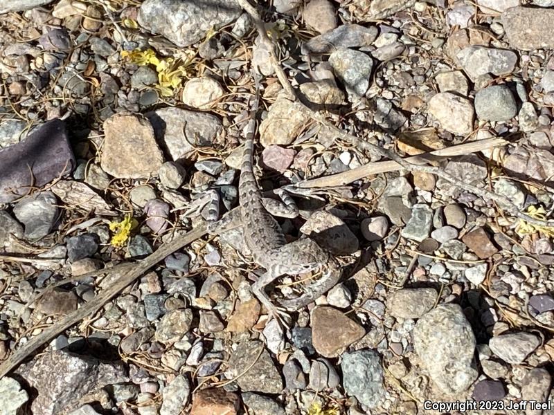 Common Zebra-tailed Lizard (Callisaurus draconoides draconoides)