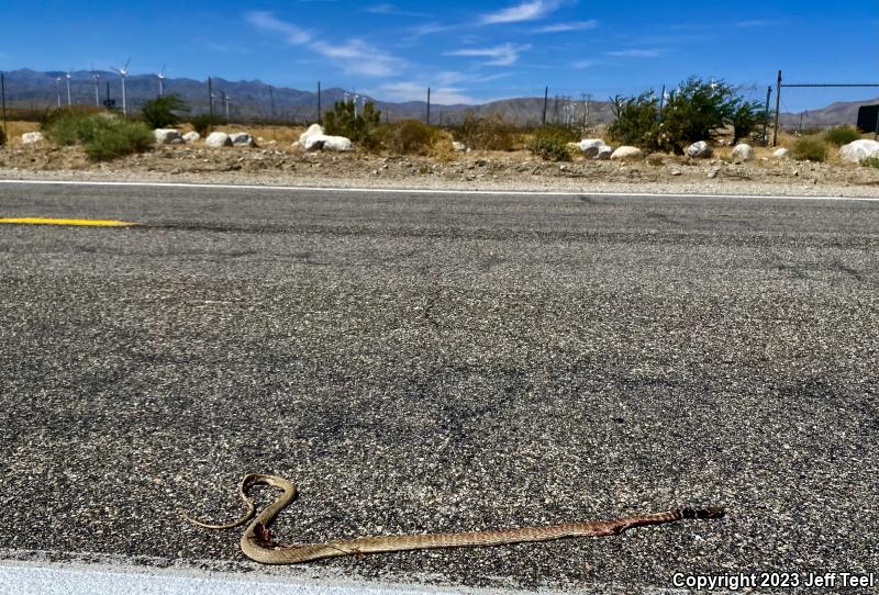 Red Racer (Coluber flagellum piceus)