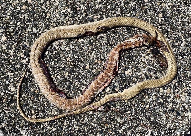 Red Racer (Coluber flagellum piceus)