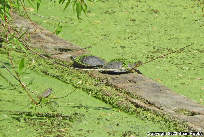 Red-eared Slider (Trachemys scripta elegans)