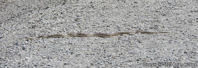 Pacific Gopher Snake (Pituophis catenifer catenifer)