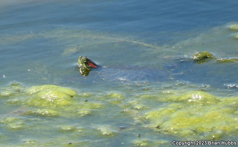 Red-eared Slider (Trachemys scripta elegans)