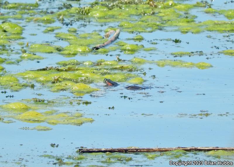 Red-eared Slider (Trachemys scripta elegans)