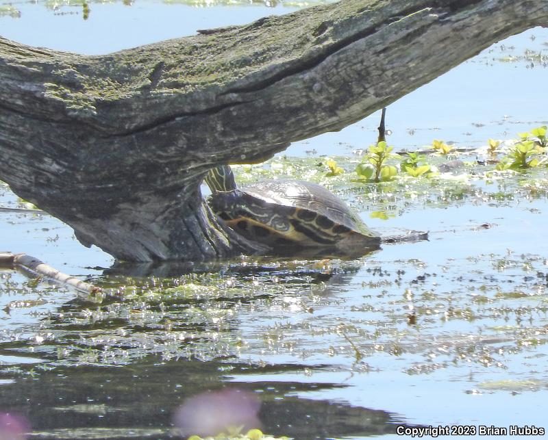 Red-eared Slider (Trachemys scripta elegans)