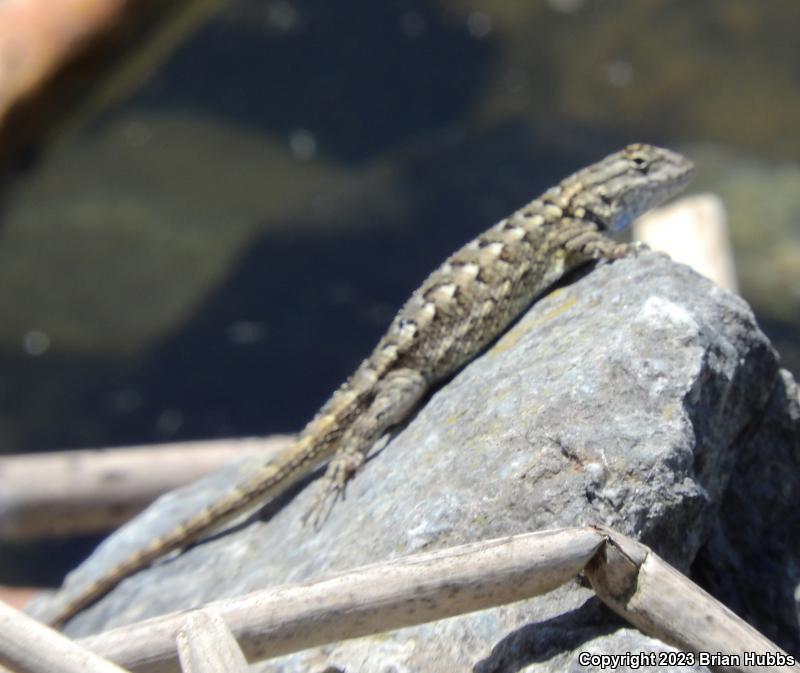 San Joaquin Fence Lizard (Sceloporus occidentalis biseriatus)