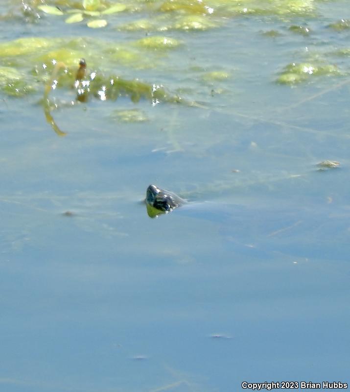 Red-eared Slider (Trachemys scripta elegans)