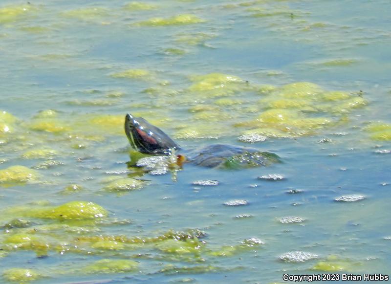 Red-eared Slider (Trachemys scripta elegans)