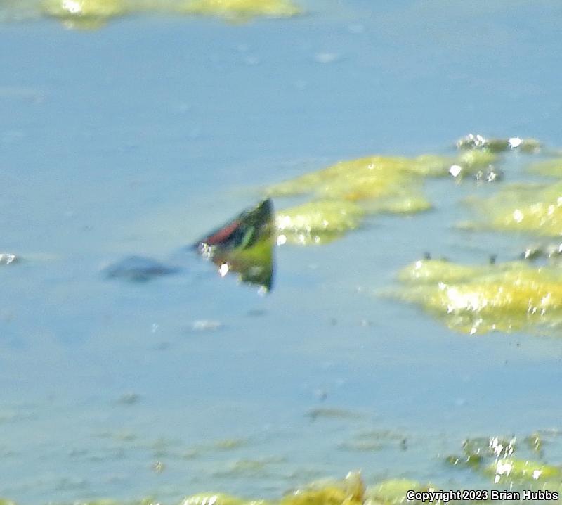 Red-eared Slider (Trachemys scripta elegans)