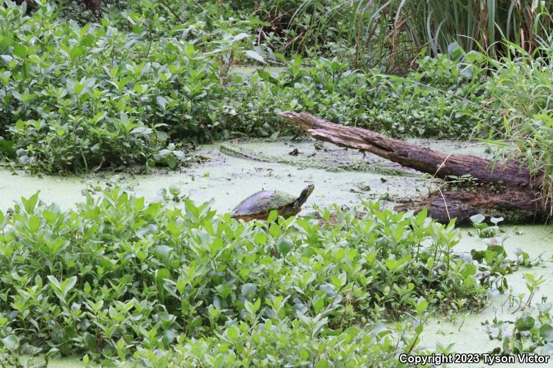 Florida Red-bellied Cooter (Pseudemys nelsoni)