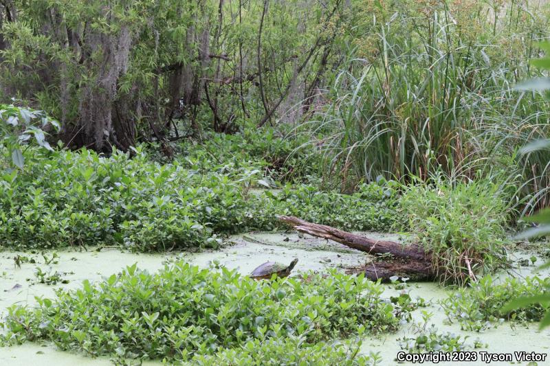 Florida Red-bellied Cooter (Pseudemys nelsoni)