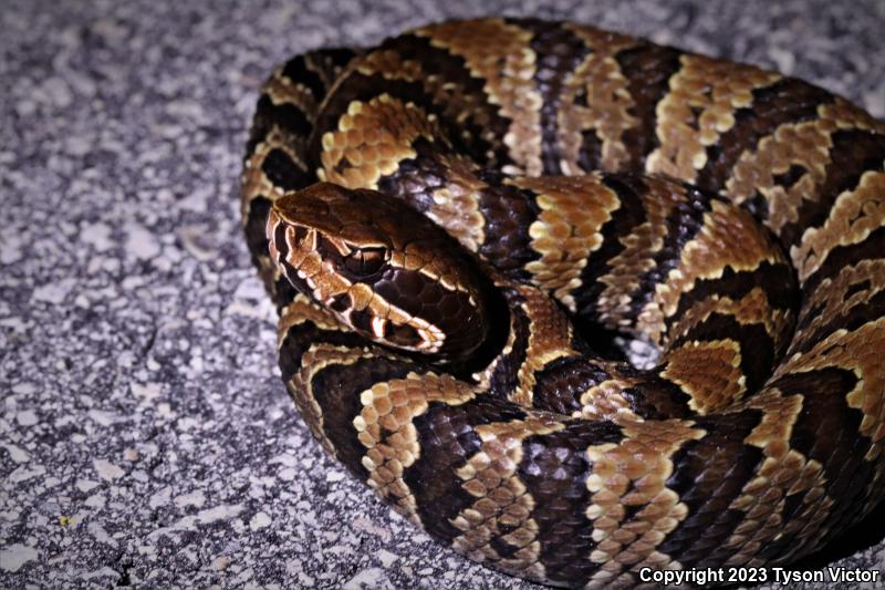 Florida Cottonmouth (Agkistrodon piscivorus conanti)